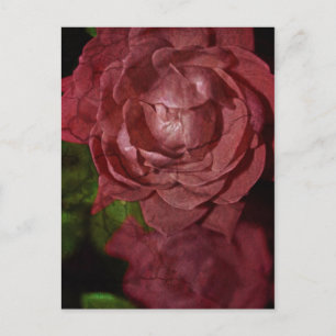 Rote Rose von Shirley Taylor Postkarte