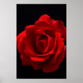 Rote Rose wapcna Poster (Vorne)