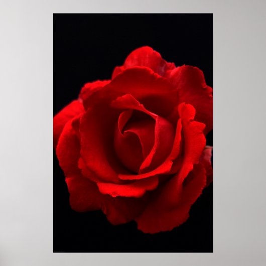 Rote Rose wapcna Poster (Vorne)