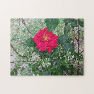 Rote Rose Weiße Blume Puzzle