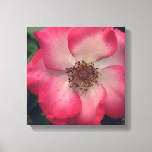 Rote Rose Wrapped Canvas