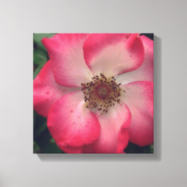 Rote Rose Wrapped Canvas Leinwanddruck