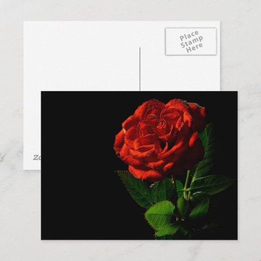 Rote Rose zu Schwarzer Flora Postkarte (Vorne/Hinten)