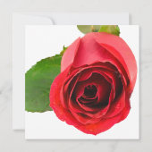 Rote Rose zur Party Einladung des weißen Jahrestag (Rückseite)