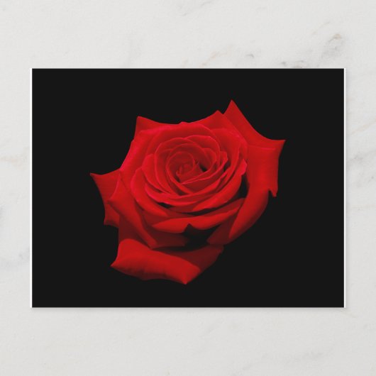 Rote Rose zur Postkarte mit schwarzem Hintergrund (Vorderseite)