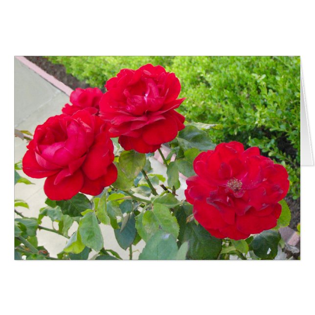 Rote Rosen (Vorderseite (Horizontal))