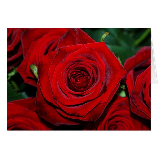 Rote Rosen (Vorderseite (Horizontal))