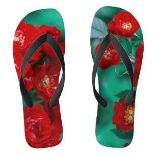 Rote Rosen Blassgrüne Blätter Badesandalen