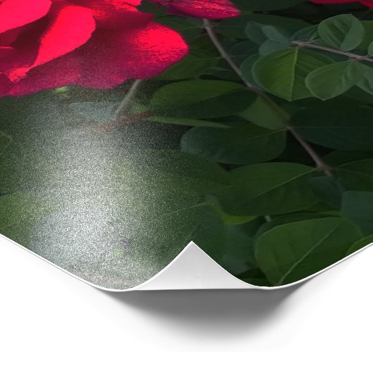 Rote Rosen blühen Fotodruck (Ecke)