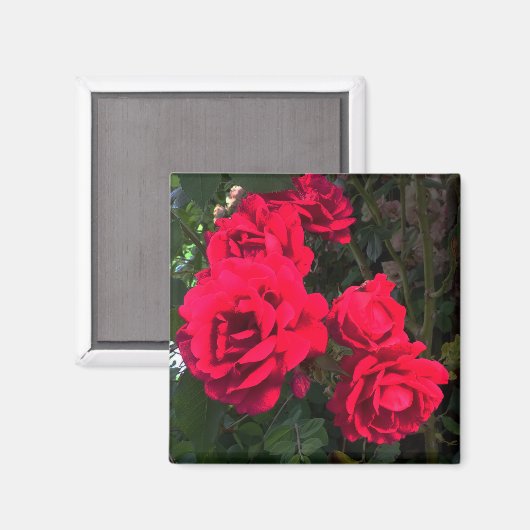 Rote Rosen blühen Magnet (Vorderseite/Rückseite)