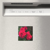 Rote Rosen blühen Magnet (In Situ (Geschirrspüler))