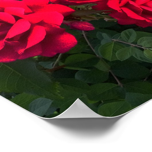 Rote Rosen blühen Poster (Ecke)