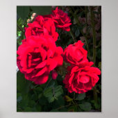 Rote Rosen blühen Poster (Vorne)