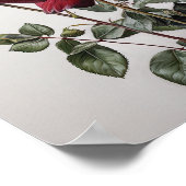 Rote Rosen Blume Art Print Poster (Ecke)