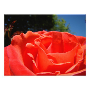 Rote Rosen-Blumen-Blumenfotografie Kunst Drucke