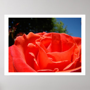 Rote Rosen-Blumen-Garten-Fine-Art-Drucke Poster