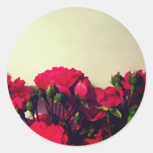 Rote Rosen Blüten blühende, helle Blume Flora Runder Aufkleber