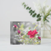 Rote Rosen des Sommers Postkarte (Stehend Vorderseite)