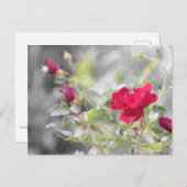 Rote Rosen des Sommers Postkarte (Vorne/Hinten)