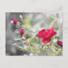 Rote Rosen des Sommers Postkarte