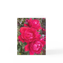 Rote Rosen, drei dunkle Rote Rosen im Garten Foto