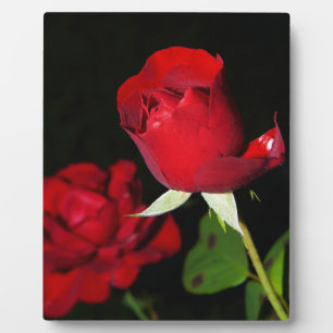 Rote Rosen Fotoplatte