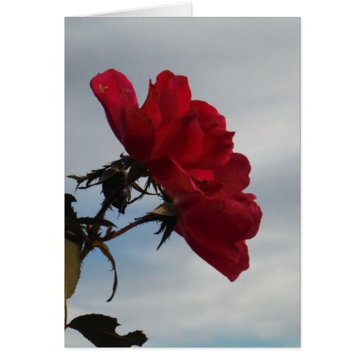 Rote Rosen gegen einen hellen blauen Himmel (Vorne)