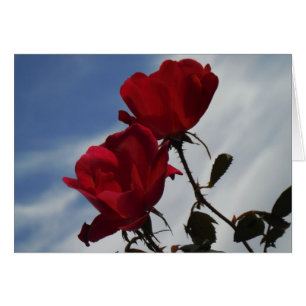 Rote Rosen gegen einen hellen blauen Himmel
