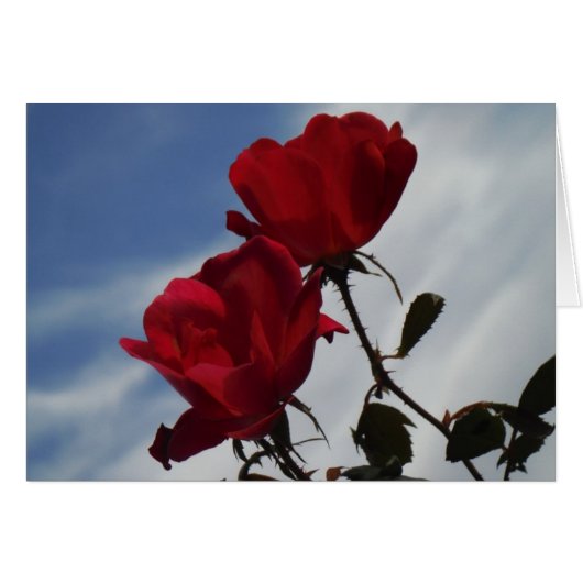 Rote Rosen gegen einen hellen blauen Himmel (Vorderseite (Horizontal))