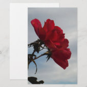 Rote Rosen gegen einen hellen blauen Himmel (Vorne/Hinten)