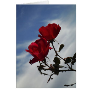 Rote Rosen gegen einen hellen blauen Himmel