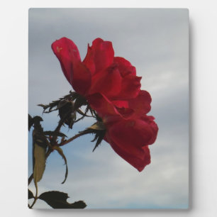 Rote Rosen gegen einen hellen blauen Himmel Fotoplatte