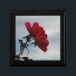 Rote Rosen gegen einen hellen blauen Himmel Geschenkbox<br><div class="desc">Rote Rosen gegen ein blaues Foto von Sandy Closs,  aufgenommen am Arrowhead See. Valentine, " Valentinstag"rote Rose""rote Rosen""rosa Rosen""Hochzeiten""Liebe-Geschenk""Rote Blume""Rote Blume""Rote Blüte" Rote Rose Rose "Geschenke mit Rose"</div>