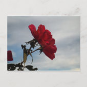 Rote Rosen gegen einen hellen blauen Himmel Postkarte (Vorderseite)