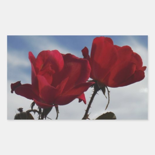Rote Rosen gegen einen hellen blauen Himmel Rechteckiger Aufkleber (Vorderseite)