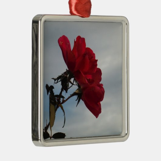 Rote Rosen gegen einen hellen blauen Himmel Silbernes Ornament (Rechts)
