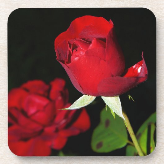 Rote Rosen Getränkeuntersetzer (Vorderseite)