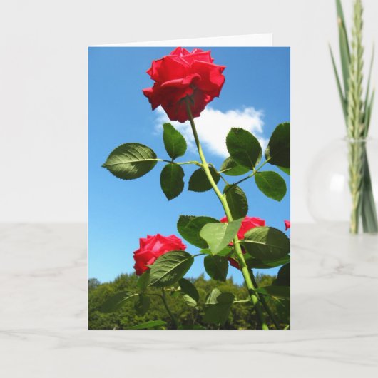 Rote Rosen Grußkarte Karte (Vorderseite)