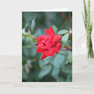 Rote Rosen-Grußkarte Karte