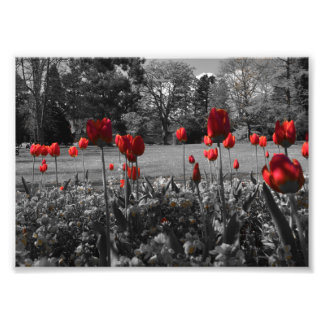 rote Rosen in Schwarz-Weiß-Gartenfotografie Fotodruck