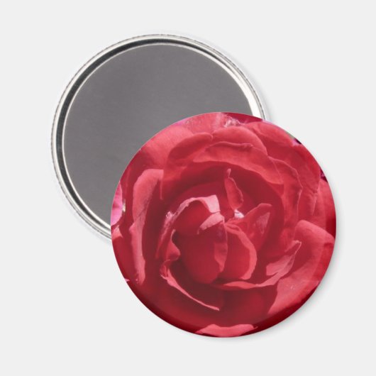 Rote Rosen Magnet (Vorderseite/Rückseite)