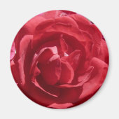 Rote Rosen Magnet (Vorne)