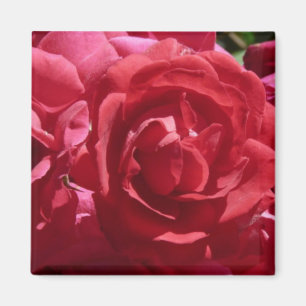 Rote Rosen Magnet
