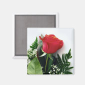 Rote Rosen Magnet (Vorderseite/Rückseite)