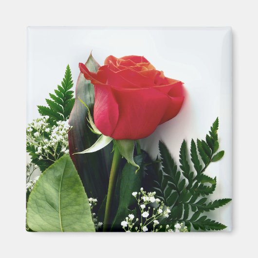 Rote Rosen Magnet (Vorne)