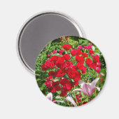 Rote Rosen-Magnet Magnet (Vorderseite/Rückseite)