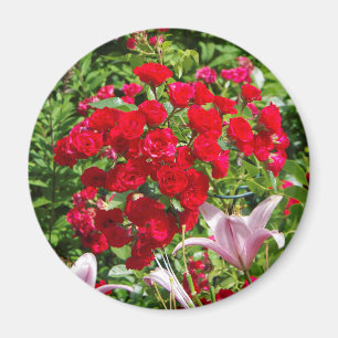 Rote Rosen-Magnet Magnet