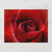 Rote Rosen Makro. Postkarte (Vorderseite)