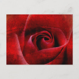 Rote Rosen Makro. Postkarte