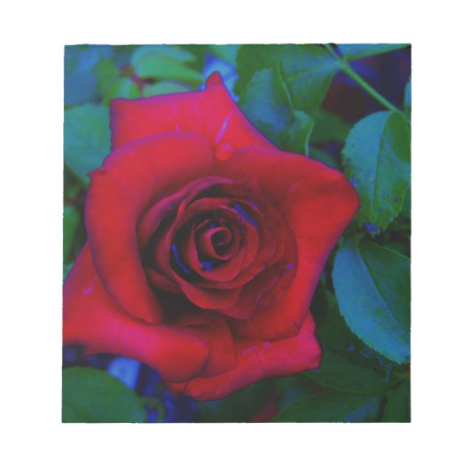 Rote Rosen mit blauen Farbtönen Notizblock (Vorderseite)